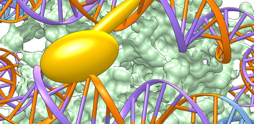 Transcription factors can prefer one orientation over others when binding to nucleosomal DNA. Transcription factors can prefer one orientation over others when binding to nucleosomal DNA.