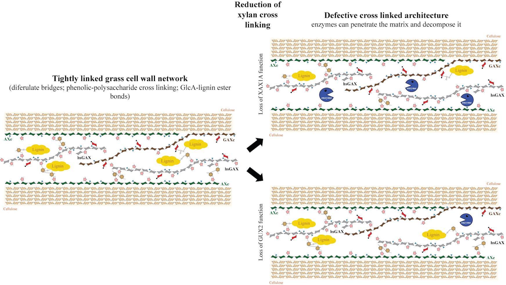 Reduction of xylan cross linking Reduction of xylan cross linking