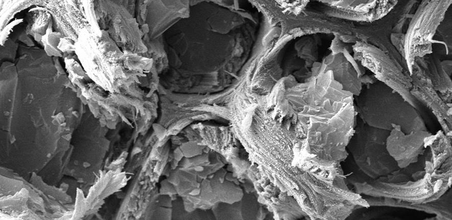 Cryo-scanning electron microscopy (cryo-SEM) analysis of a spruce stem section Cryo-scanning electron microscopy (cryo-SEM) analysis of a spruce stem section