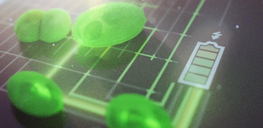 Artist's impression of a biophotovoltaic cell Artist's impression of a biophotovoltaic cell