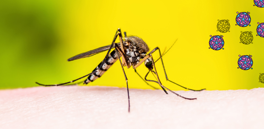 Mosquito and Virus Mosquito and Virus