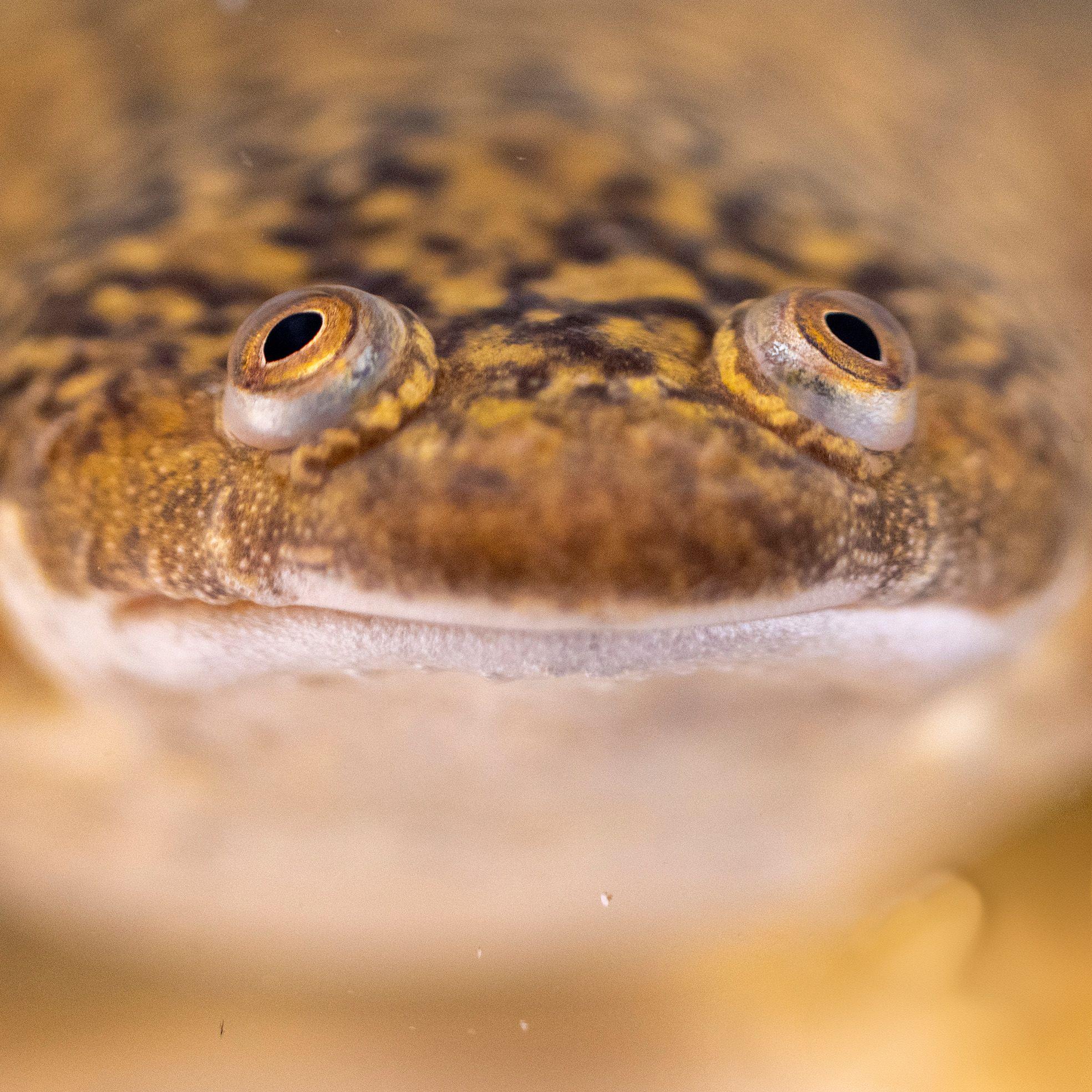 Adult African Clawed Frog. Photo: Xenbase. Adult African Clawed Frog. Photo: Xenbase.
