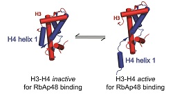 Figure: Conformational changes in the structure of the histone H3-H4 complex on binding RbAp48
