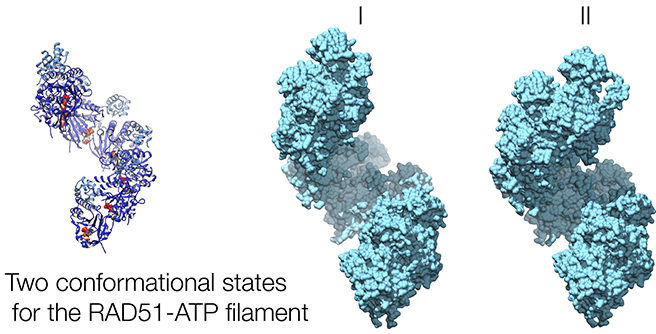 hRAD51-ATP filament