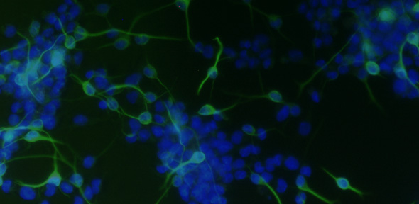 stem cell biology new image 1