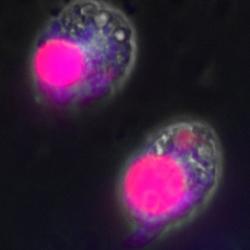Immunofluorescence microscopy of Amphidinium carterae showing the expression of an artificially introduced gene.