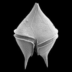 Heterotrophic dinoflagellate Protoperidinium claudicans from Bass Strait, Victoria, Australia.