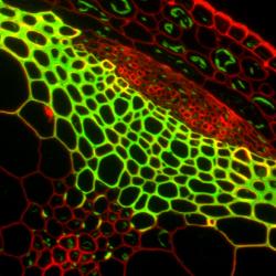 Cell-specific polysaccharides in the cell walls of an Arabidopsis vascular bundle.