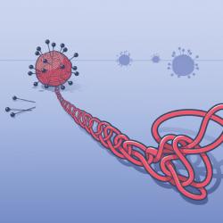Unwinding the secrets of the coronavirus genome, loop by loop.