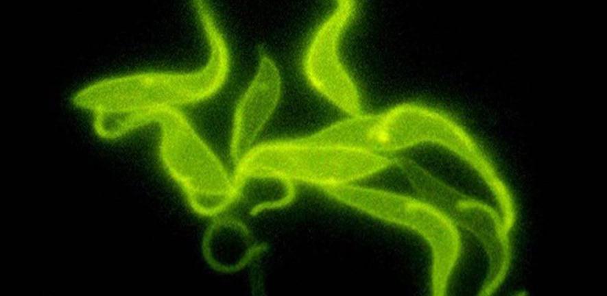 Trypanosomes - the causal agents of sleeping sickness