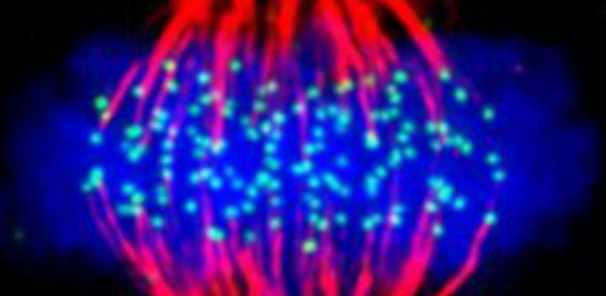 A human cell in metaphase, with DNA in blue, kinetochores in green and microtubules in red.