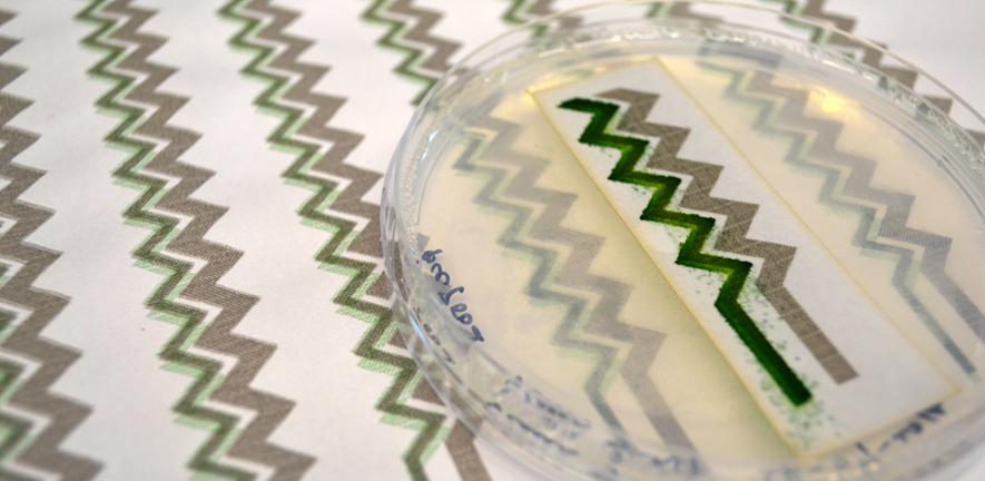 A printed cyanobacteria bioelectrode
