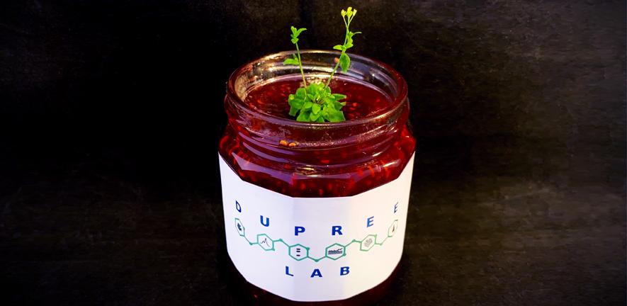A gosamt1 gosamt2 mutant Arabidopsis plant in a pot of 'Dupree Lab'-branded jam.