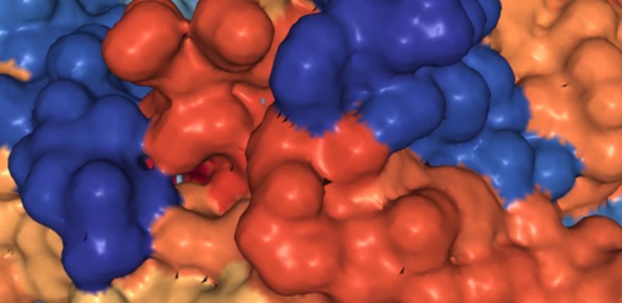 Surface view of the pro-myostatin crystal structure