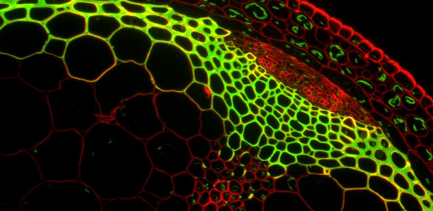 Cell-specific polysaccharides in the cell walls of an Arabidopsis vascular bundle.