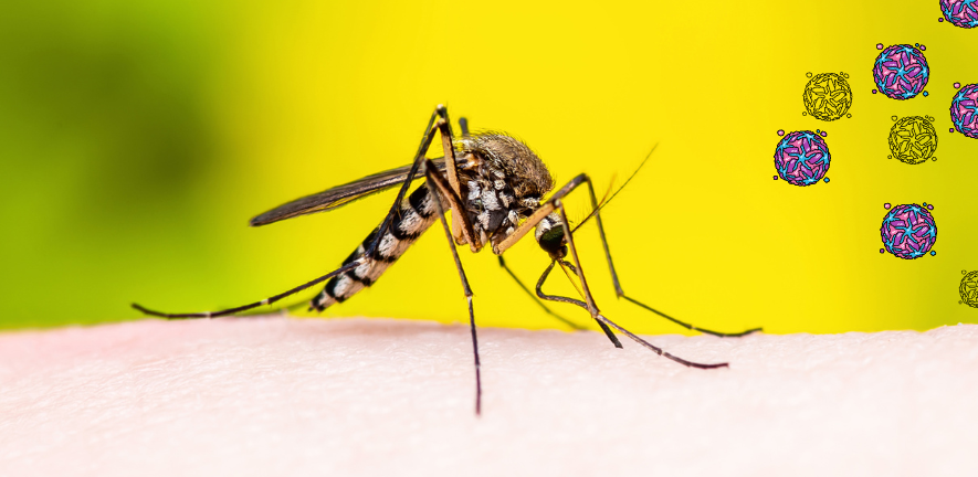 Mosquito and Virus