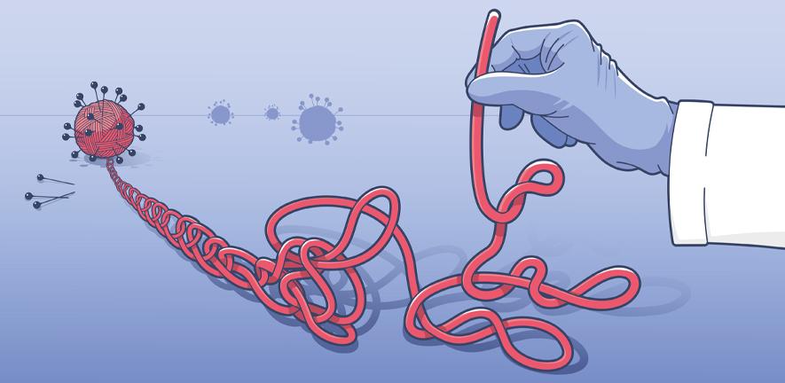 Unwinding the secrets of the coronavirus genome, loop by loop.